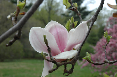 Magnolia x soulangeana 'San Jose' (San Jose Saucer Magnolia)
