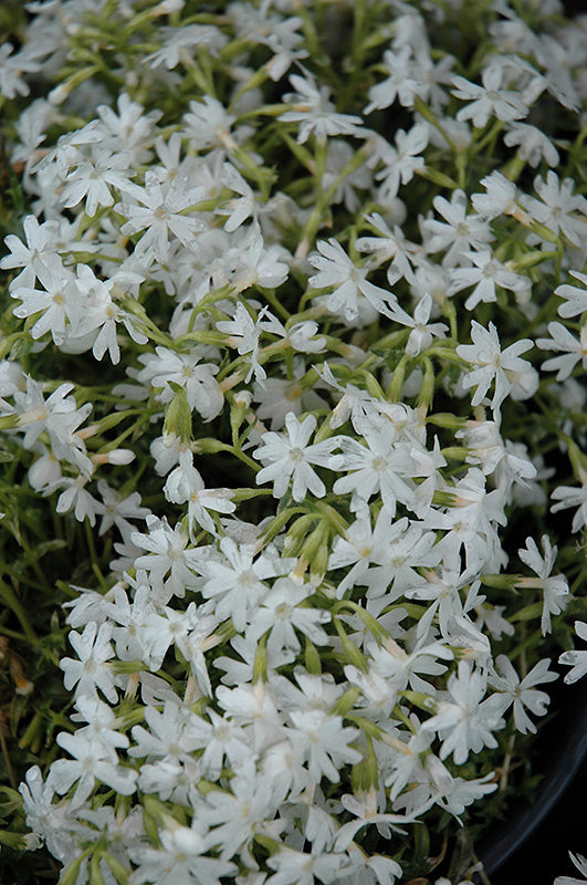 Phlox subulata 'Snowflake' (Snowflake Moss Phlox)