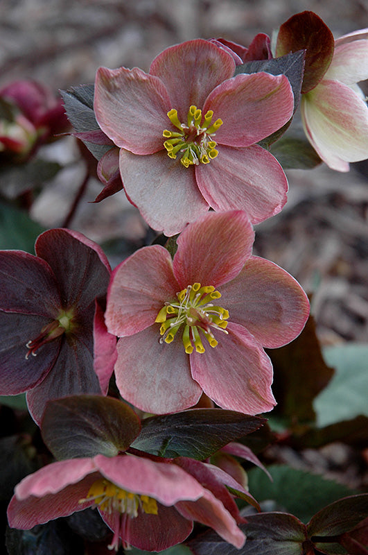 Helleborus 'COSEH 710' 'Pink Frost' – Green Thumb Nurseries