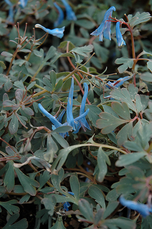 Corydalis 'Blue Heron'