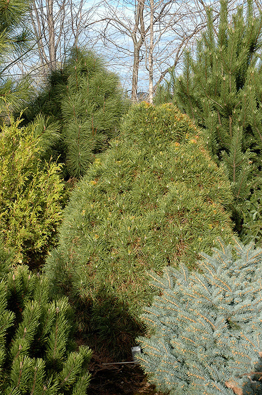 Pinus sylvestris 'Viridis Compacta' (Viridis Compacta Scotch Pine)