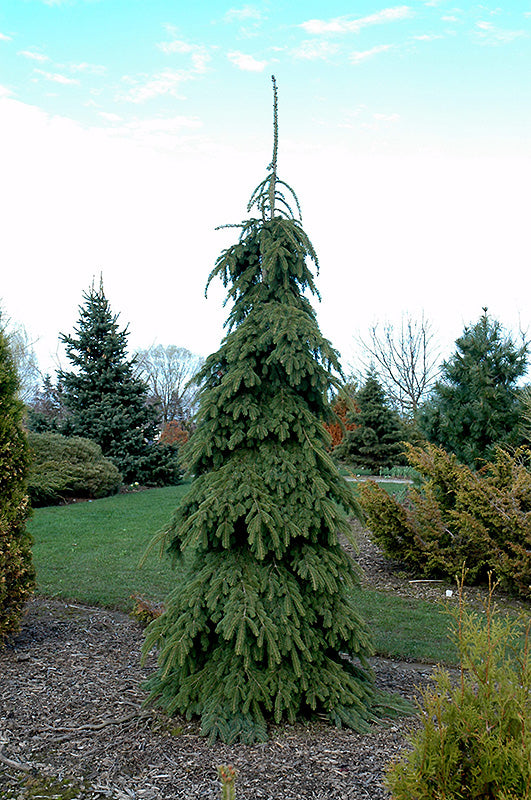 Picea pungens glauca 'Pendula' (Weeping White Spruce)