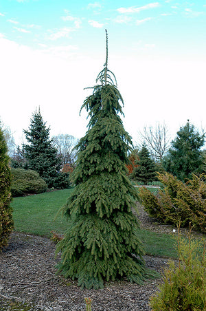 Picea pungens glauca 'Pendula' (Weeping White Spruce)