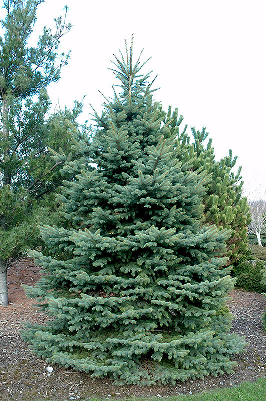 Picea pungens 'Baby Blue Eyes' (Baby Blue Eyes Spruce)