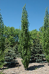 Betula platyphylla 'Jefpark' (Parkland Pillar Japanese White Birch)