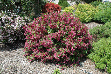 Weigela florida 'Minuet' (Minuet Weigela)