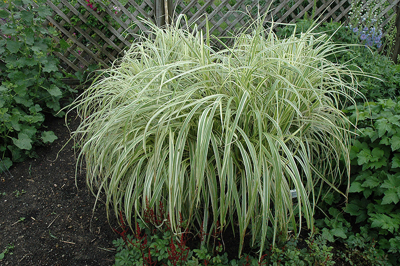 Miscanthus sinensis 'Dixieland' (Maiden Grass)