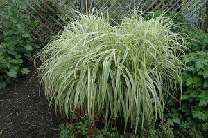 Miscanthus sinensis 'Dixieland' (Maiden Grass)