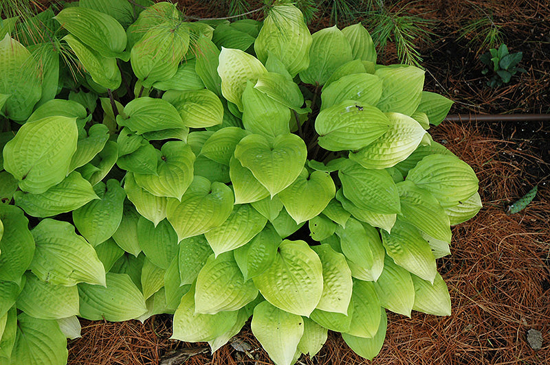 Hosta 'Fire Island'