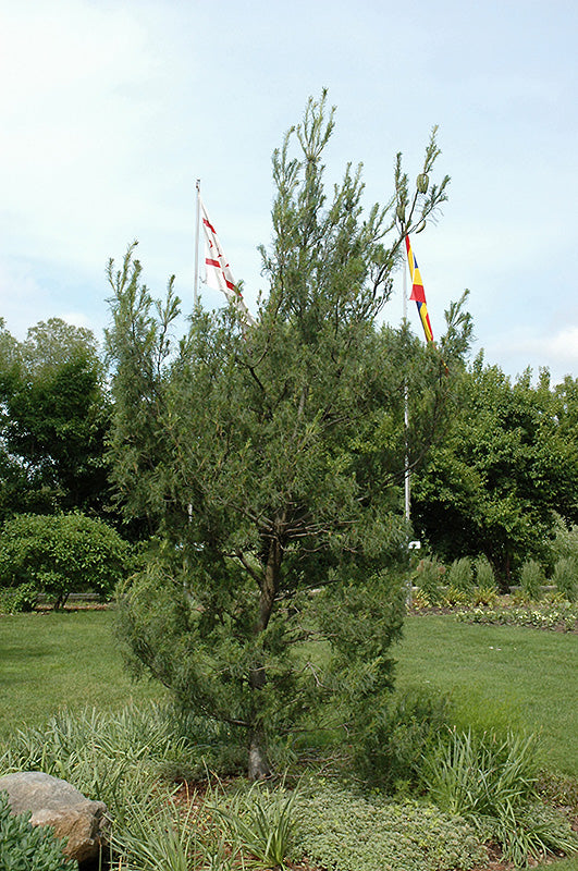 Pinus strobus 'Contorta' (Twisted White Pine)