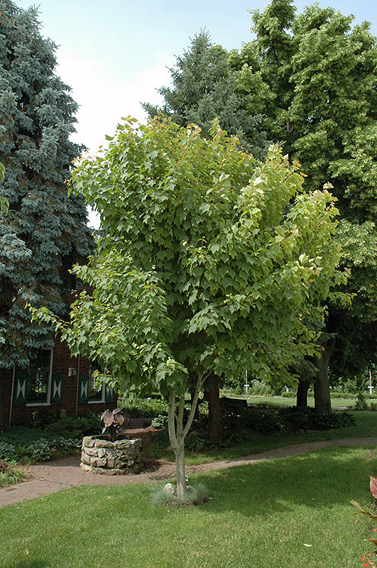 Acer pensylvanicum (Moosewood)