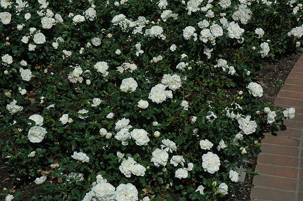 Rosa 'Meicoublan' (White Meidiland Rose)