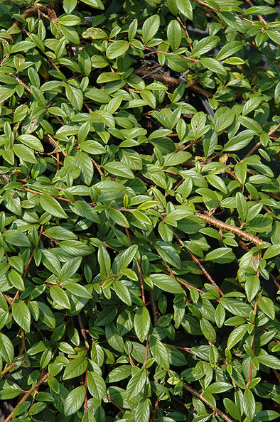 Cotoneaster salicifolius 'Repens' (Spreading Willowleaf Cotoneaster)
