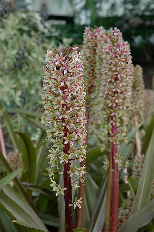 Eucomis comosa 'Sparkling Burgundy'
