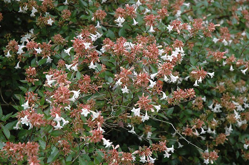 Abelia x grandiflora (Glossy Abelia)