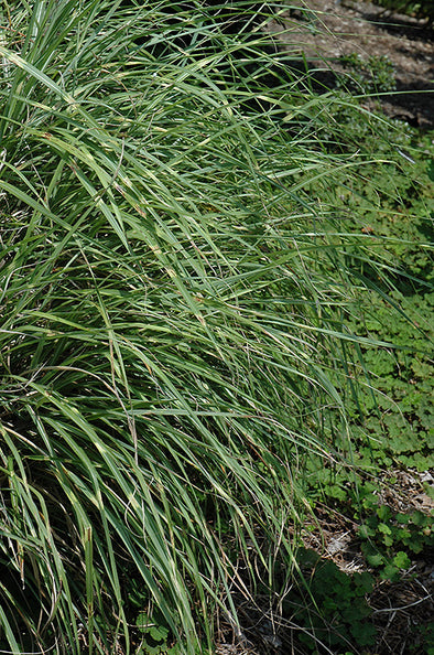 Miscanthus sinensis 'Little Zebra' (Dwarf Maiden Grass)