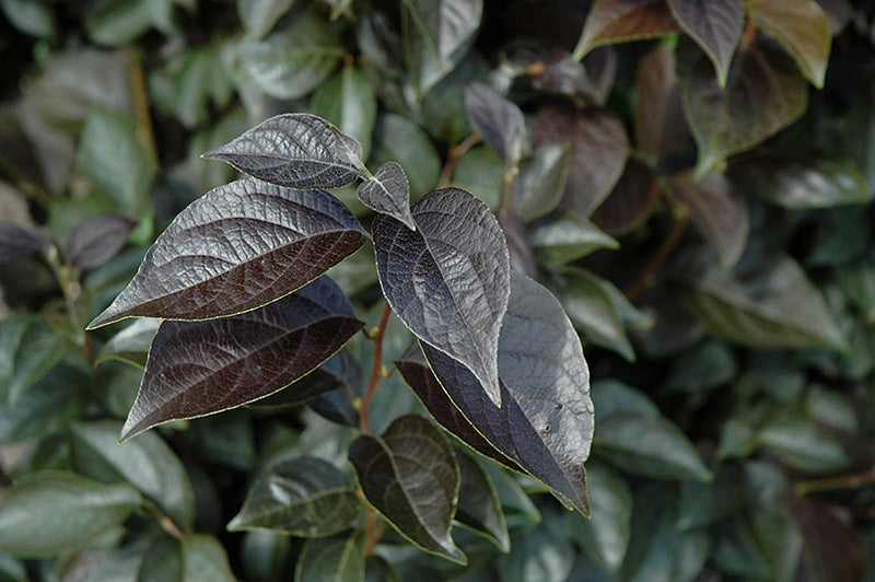 Styrax japonicus 'Evening Light' (Evening Light Japanese Snowbell)