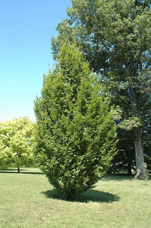 Carpinus betulus 'Frans Fontaine' (Hornbeam)