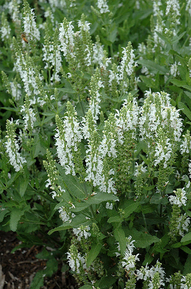 Salvia nemorosa 'Florsalwhite' (Lyrical White Meadow Sage)