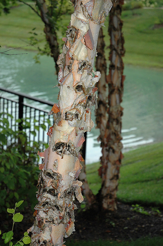 Betula nigra (River Birch)