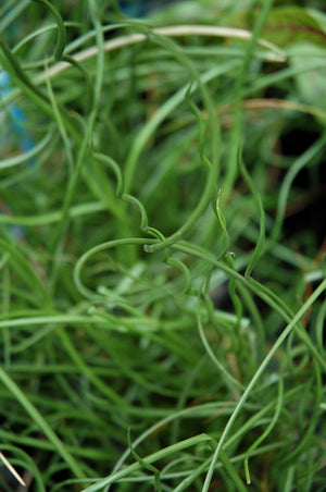 Juncus effusus 'Spiralis' / 'Big Twister' (Spiralis Corkscrew Rush)