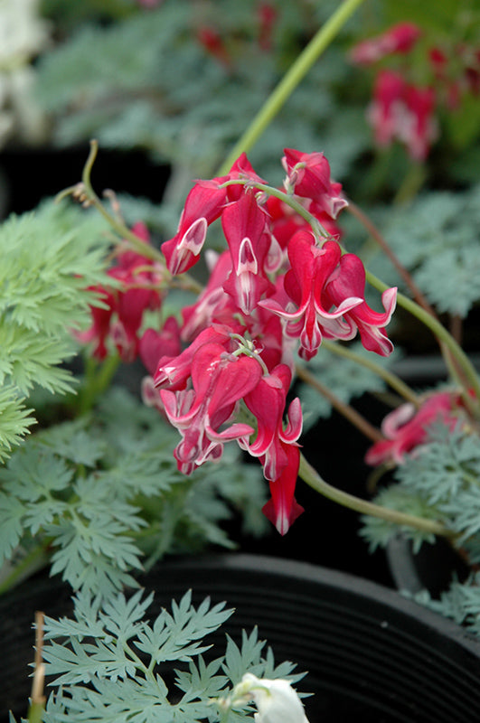 Dicentra 'Burning Hearts'
