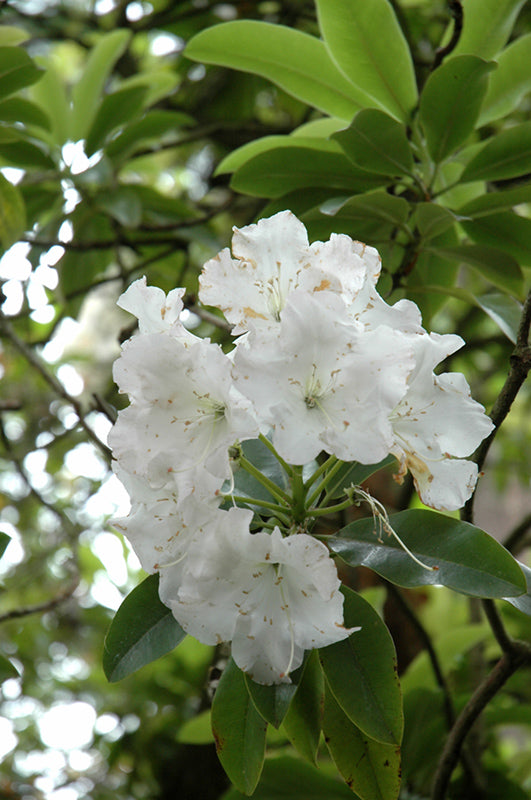 Rhododendron 'White Swan'