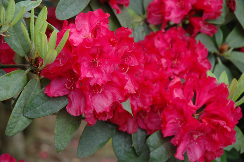 Rhododendron 'Trilby'