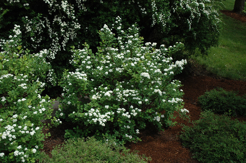 Spiraea betulifolia 'Tor Gold' (Glow Girl Birch Leaf Spirea)