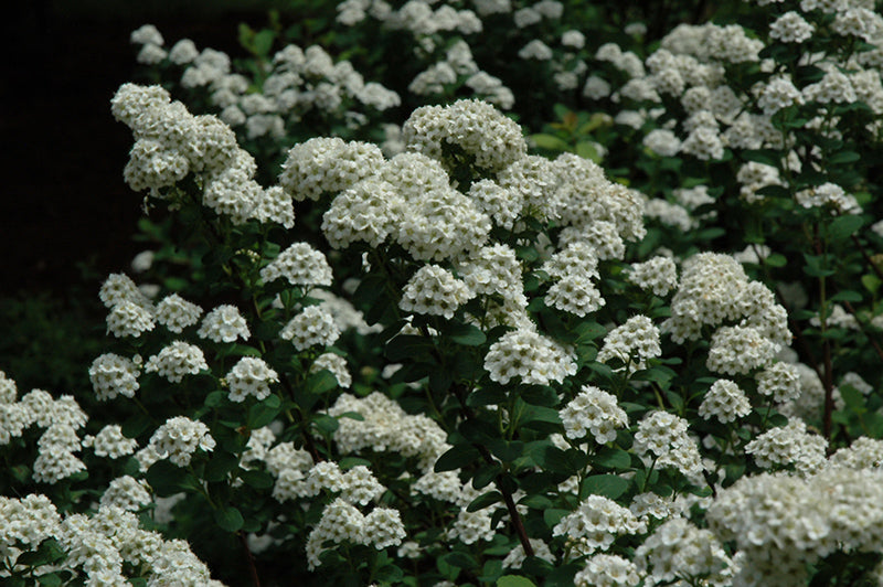 Spiraea betulifolia 'Tor Gold' (Glow Girl Birch Leaf Spirea)