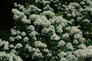 Spiraea betulifolia 'Tor Gold' (Glow Girl Birch Leaf Spirea)