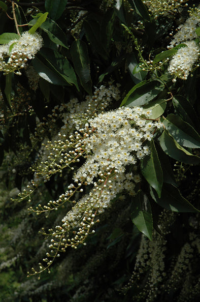 Prunus lusitanica (Portugal Laurel)