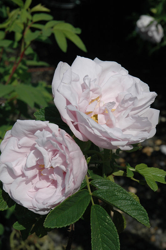 Rosa rugosa 'Snow Pavement'