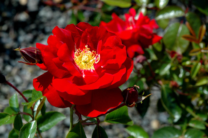 Rosa 'Red Ribbons'