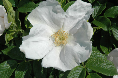 Rosa rugosa 'Alba' (White Rugosa Rose)
