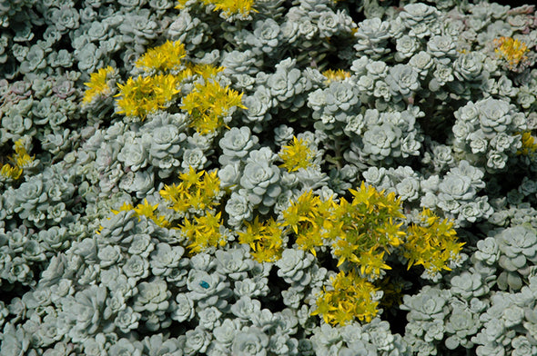 Sedum spathulifolium 'Cape Blanco' (Cape Blanco Stonecrop)