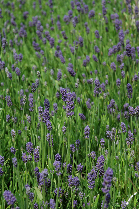 Lavandula angustifolia 'Thumbelina Leigh'