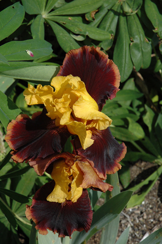 Iris germanica 'Ancient Echoes'