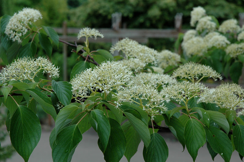 Cornus controversa 'June Snow-JFS' (June Snow Giant Dogwood)