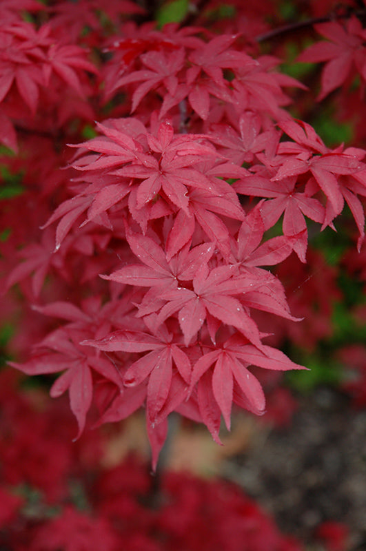 Acer palmatum 'Twombly's Red Sentinel' (Japanese Maple)
