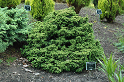 Cryptomeria japonica 'Tansu' (Tansu Dwarf Japanese Cedar)