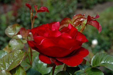 Rosa meidland 'Scarlet'