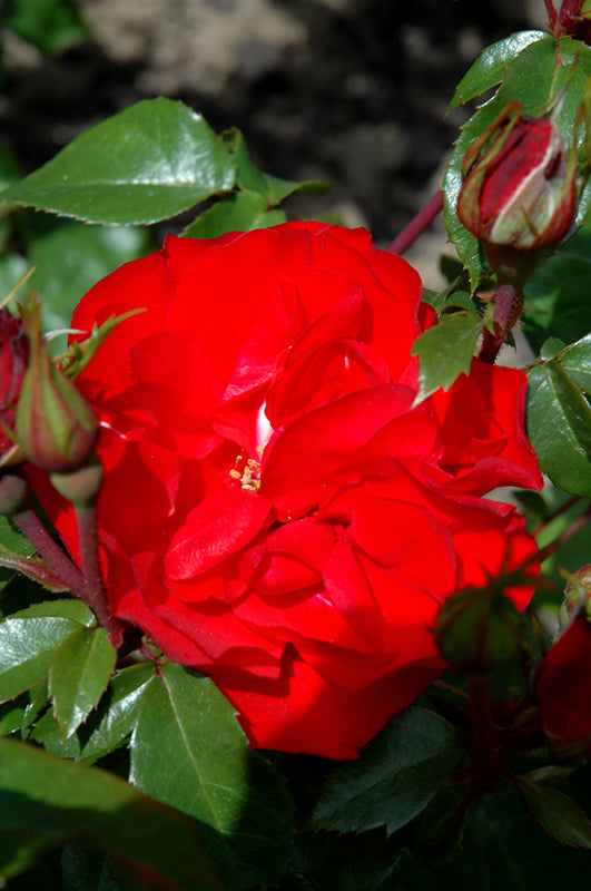 Rosa 'Meigekanu' (Sevillana Rose)