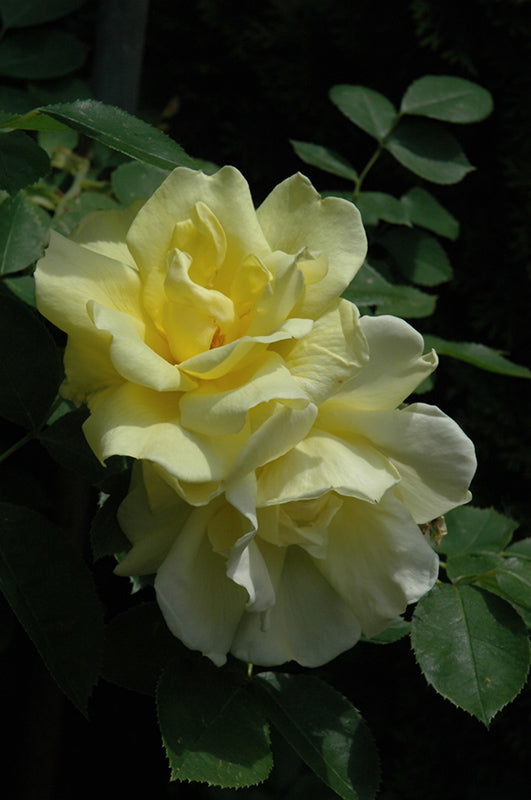 Rosa 'Carefree Sunshine'