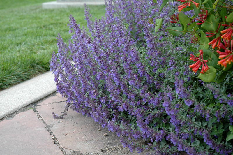 Nepeta x faassenii 'Six Hills Giant' (Catmint)