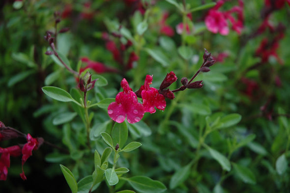 Salvia greggii 'Furman's Red' (Furman's Red Texas Sage)