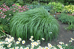 Pennisetum alopecuroides 'Red Head' (Fountain Grass)