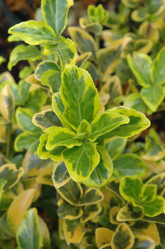 Euonymus japonicus 'Aureomarginatus' (Gold Variegated Japanese Euonymu –  Green Thumb Nurseries