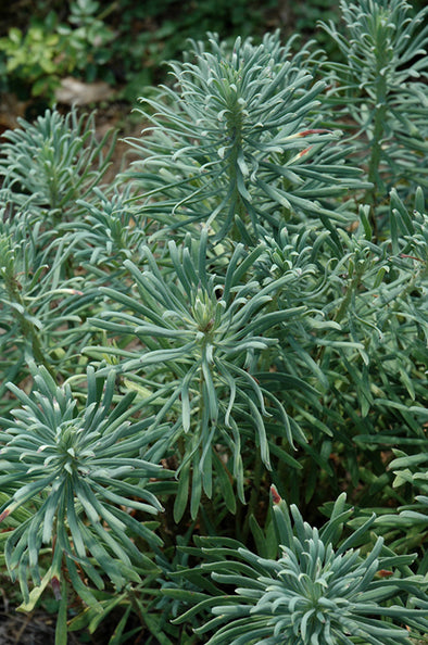 Euphorbia characias 'Shorty' (Evergreen Spurge)