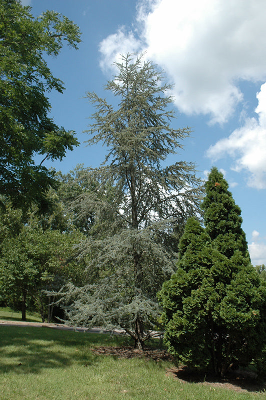 Cedrus atlantica 'Glauca' (Blue Atlas Cedar)